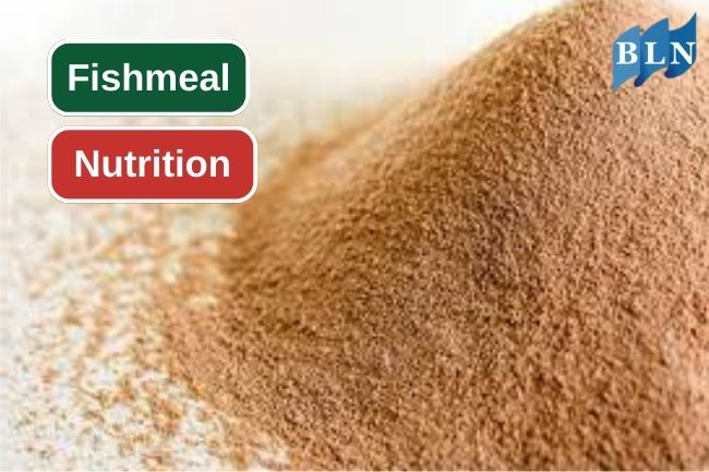 Here Are Some Essential Nutrition from Fishmeal